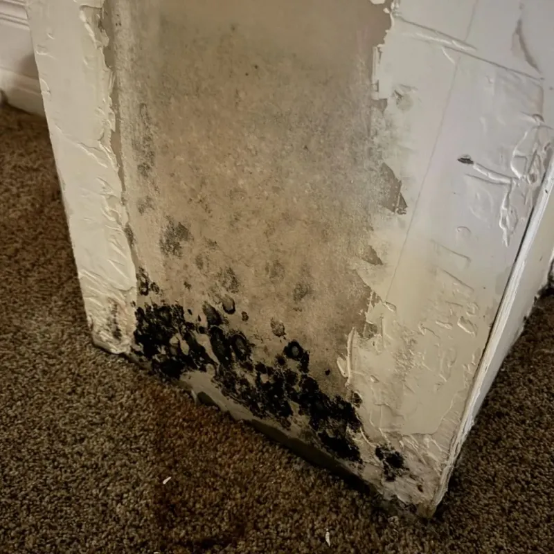 Professional Mold Removal in Dawsonville, GA